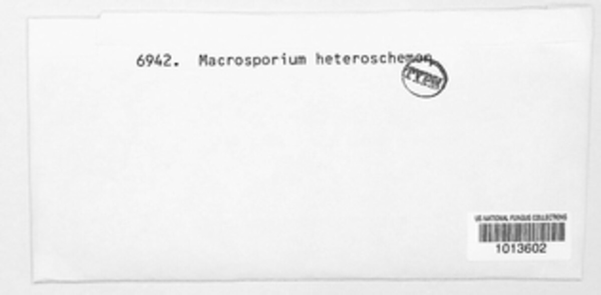 Alternaria heteroschemos image